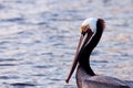 Angry California Brown Pelican Royalty Free Stock Photo