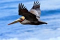 California Brown Pelican in Flight