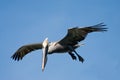 California Brown Pelican in flight