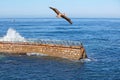 California Brown Pelican in flight~ Waves Crashing