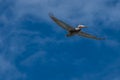 California brown pelican flying with wispy clouds on a blue sky Royalty Free Stock Photo