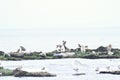 California Brown Pelican And Pacific Harbor Seal 1