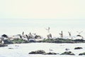 California Brown Pelican And Pacific Harbor Seal 19