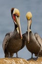 California Brown Pelican Pair Royalty Free Stock Photo
