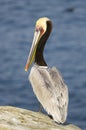 California Brown Pelican, Pelecanus occidentalis