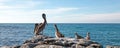 California Brown Pelican perching on rocky outcrop at Cerritos Beach at Punta Lobos in Baja California Mexico Royalty Free Stock Photo