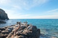 California Brown Pelican perching on rocky outcrop at Cerritos Beach at Punta Lobos in Baja California Mexico Royalty Free Stock Photo