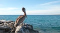 California Brown Pelican perching on rocky outcrop at Cerritos Beach at Punta Lobos in Baja California Mexico Royalty Free Stock Photo