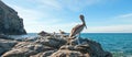 California Brown Pelican perching on rocky outcrop at Cerritos Beach at Punta Lobos in Baja California Mexico Royalty Free Stock Photo