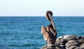 California Brown Pelican perching on rocky outcrop at Cerritos Beach at Punta Lobos in Baja California Mexico Royalty Free Stock Photo