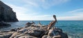 California Brown Pelican perching on rocky outcrop at Cerritos Beach at Punta Lobos in Baja California Mexico Royalty Free Stock Photo