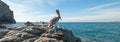 California Brown Pelican perching on rocky outcrop at Cerritos Beach at Punta Lobos in Baja California Mexico Royalty Free Stock Photo