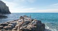 California Brown Pelican perching on rocky outcrop at Cerritos Beach at Punta Lobos in Baja California Mexico Royalty Free Stock Photo