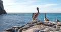 California Brown Pelican perching on rocky outcrop at Cerritos Beach at Punta Lobos in Baja California Mexico Royalty Free Stock Photo