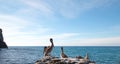 California Brown Pelican perching on rocky outcrop at Cerritos Beach at Punta Lobos in Baja California Mexico Royalty Free Stock Photo