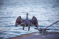 California Brown pelican taking off from dock mid-air