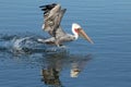 California Brown Pelican (Pelecanus occidentalis californicus) on the water, catching fish Royalty Free Stock Photo