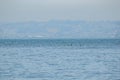 California brown pelicans flying in the sky in San Francisc