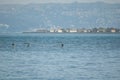 California brown pelicans flying in the sky in San Francisc