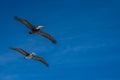 California brown pelicans flying with wispy clouds on a blue sky Royalty Free Stock Photo