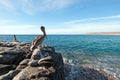 California Brown Pelicans perching overlooking horizon on rocky outcrop at Cerritos Beach at Punta Lobos in Baja California Mexico Royalty Free Stock Photo