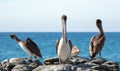 California Brown Pelicans perching on rocky outcrop at Cerritos Beach at Punta Lobos in Baja California Mexico Royalty Free Stock Photo