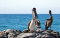 California Brown Pelicans perching on rocky outcrop at Cerritos Beach at Punta Lobos in Baja California Mexico Royalty Free Stock Photo