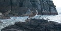 California Brown Pelicans perching on rocky outcrop at Cerritos Beach at Punta Lobos in Baja California Mexico Royalty Free Stock Photo