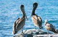 California Brown Pelicans and seagull perching on rocky outcrop at Cerritos Beach at Punta Lobos in Baja California Mexico Royalty Free Stock Photo