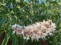 California Buckeye flower