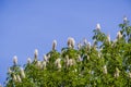 California buckeye flowers Aesculus californica