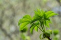 California Buckeye tree growing new leaves, California Royalty Free Stock Photo