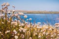 California Buckwheat Eriogonum fasciculatum wildflowers on the shores of a lake