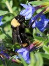 California Bumblebee - Bombus californicus Royalty Free Stock Photo