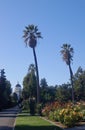 California Capitol building and palm trees Royalty Free Stock Photo
