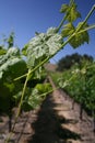 California Central Coast Grapevines in Summer Royalty Free Stock Photo