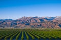 California Citrus Groves Royalty Free Stock Photo