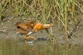 California Clapper Rail