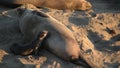 California Coast Elephant Seals Breeding Season