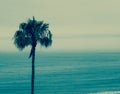 California coast with palm tree