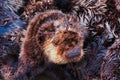 Sea otter grooming at the monterey boat harbor.