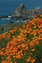 California Coast in Spring with golden poppies blooming near Big Sur California Royalty Free Stock Photo