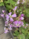 California Coastal Wildflower tall purple plant with four purple petals Royalty Free Stock Photo