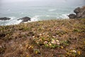 California Coastal Wildflowers - Flowers blooming on the coast of the Pacific Ocean Royalty Free Stock Photo