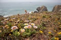 California Coastal Wildflowers - Flowers blooming on the coast of the Pacific Ocean Royalty Free Stock Photo