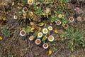 California Coastal Wildflowers - Flowers blooming on the coast of the Pacific Ocean Royalty Free Stock Photo