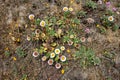 California Coastal Wildflowers - Flowers blooming on the coast of the Pacific Ocean Royalty Free Stock Photo