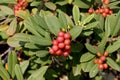 California coffeeberry California buckthorn, Frangula californica