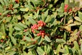 California coffeeberry California buckthorn, Frangula californica