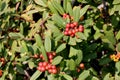 California coffeeberry California buckthorn, Frangula californica Royalty Free Stock Photo